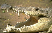 crocodile park  marayoor